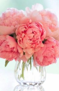 pinkpeonies