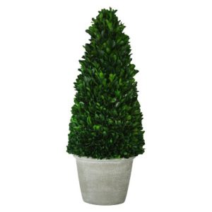 boxwood